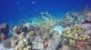 Bonaire scuba dive travel guide, best dive resorts, best time to dive